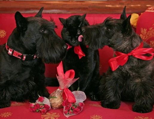 Happy Valentine's Day